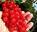 Rare »Rovada ribes rosso» più lunghi grappoli di giganti semi fruits7 ribes