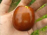 Rare seedsLi Cinese Data Ziziphus giuggiola, Li' »La più grande frutta giuggiola -4 semi