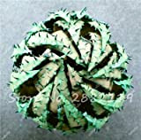 Rare Snake Aloe Vera Seed 30 pc rara forma di Aloe Vera pianta di erbe Succulente Seed Bonsai alta qualità ...