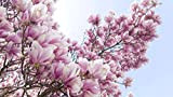 Raro fiore semi giardino perenne fiori rari cinese giallo River magnolia fiore albero pianta semi, 10SEEDS/Pack, luce Fragrant Garden Tree ...