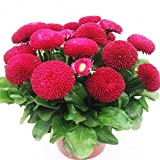 Red Daisy Seeds 50+ （Bellis Perennis） Piantare il tuo giardino floreale, semi di Heirloom non OGM; Meravigliosi regali da giardinaggio ...