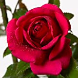 Red Flame®, rosa viva Rose Barni®, rosa rampicante rifiorente in vaso con fiori grandi dal profumo intenso, color rosso cardinale, ...