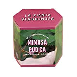 Resetea Kit di autocoltivazione Mimosa pudica, La pianta vergognosa