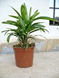 Rhapis Excelsa - Palma a forma di pianta/palma