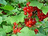 Ribes rosso"Ribes rubrum" frutti di bosco pianta in vaso ø16 cm