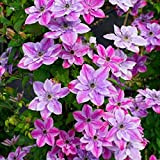 Rizoma di Clematide,Piante coltivate nel suolo domestico,Bellissimi fiori ornamentali,Pianta decorativa magica-5 Rizoma,3