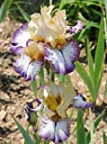 Rizoma iris/Molto delicato/Loved by flower lovers/Lampadine importate/Piante verdi da giardino fiorito in vaso-2,4Rizomas
