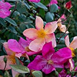 Rosa Chinensis Mutabilis, rosa viva di Rose Barni®, rosa antica in vaso effetto massivo di color giallo zolfo, arancio e ...