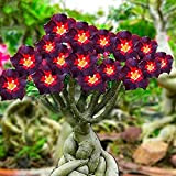 Rosa del deserto pianta vera/Splendidi Colori/Lampadine importate/Facile da coltivare-1,1Bulbi