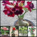Rosa del deserto、Semplice piantagione e giardinaggio、Colorata、Floreale e ornamentale-1Bulbi