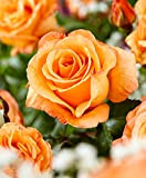 Rosa grandiflora 'Doris Tysterman'-cad.-Rose