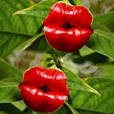 Rosepoem 100 Pz Fiammeggiante Labbra Rosse Semi di Fiori Psychotria Elata Fiore Pianta da Giardino
