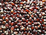 Ruby Red Popcorn mais Heirloom Popcorn 40+ sementi biologiche non-OGM sapore ricco