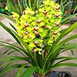 sacchetto di semi di orchidea del cymbidium Facile da coltivare altamente ornamentale Tasso di sopravvivenza ad alto tasso di crescita ...