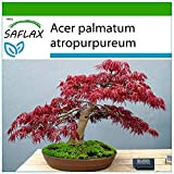 SAFLAX - Acero palmato rosso - 20 semi - Con substrato - Acer palmatum atropurpureum