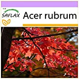 SAFLAX - Acero rosso - 20 semi - Acer rubrum