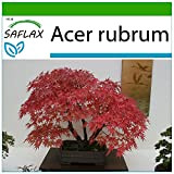 SAFLAX - Acero rosso - 20 semi - Con substrato - Acer rubrum