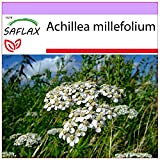 SAFLAX - Achillea millefoglie - 200 semi - Achillea millefolium