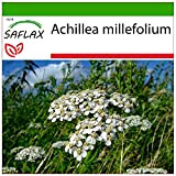 SAFLAX - Achillea millefoglie - 200 semi - Con substrato - Achillea millefolium