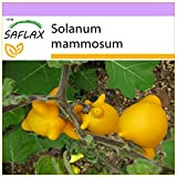SAFLAX - Albero dei capezzoli - 10 semi - Solanum mammosum