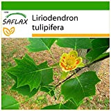 SAFLAX - Albero dei tulipani - 20 semi - Con substrato - Liriodendron tulipifera