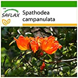 SAFLAX - Albero dei tulipani - 30 semi - Con substrato - Spathodea campanulata