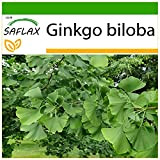 SAFLAX - Albero dei ventagli - 4 semi - Con substrato - Ginkgo biloba