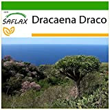 SAFLAX - Albero del drago - 5 semi - Con substrato - Dracaena Draco
