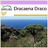 SAFLAX - Albero del drago - 5 semi - Dracaena Draco