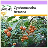 SAFLAX - Albero del pomodoro - 50 semi - Cyphomandra betacea