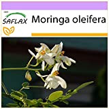 SAFLAX - Albero del rafano - 10 semi - Moringa oleifera