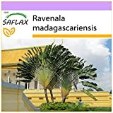 SAFLAX - Albero del viaggiatore - 8 semi - Ravenala madagascariensis