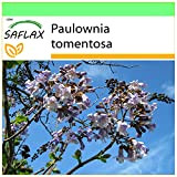 SAFLAX - Albero della principessa - 200 semi - Paulownia tomentosa