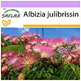 SAFLAX - Albero della seta - 50 semi - Albizia julibrissin
