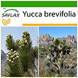 SAFLAX - Albero di Giosuè - 10 semi - Con substrato - Yucca brevifolia