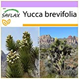 SAFLAX - Albero di Giosuè - 10 semi - Yucca brevifolia