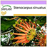 SAFLAX - Albero Ruota di fuoco - 20 semi - Stenocarpus sinuatis