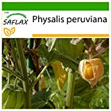 SAFLAX - Alchechengio peruviano - 100 semi - Con substrato - Physalis peruviana