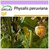 SAFLAX - Alchechengio peruviano - 100 semi - Physalis peruviana