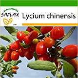 SAFLAX - Bacche di Goji - 200 semi - Con substrato - Lycium chinensis