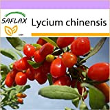 SAFLAX - Bacche di Goji - 200 semi - Lycium chinensis