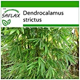 SAFLAX - Bambù di Calcutta - 50 semi - Con substrato - Dendrocalamus strictus