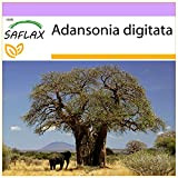 SAFLAX - Baobab africano - 6 semi - Adansonia digitata