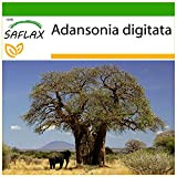 SAFLAX - Baobab africano - 6 semi - Con substrato - Adansonia digitata