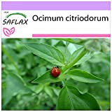 SAFLAX - Basilico limone - 200 semi - Ocimum citriodorum