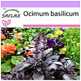SAFLAX - Basilico rosso - 200 semi - Ocimum basilicum