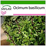SAFLAX - Basilico tailandese - 200 semi - Con substrato - Ocimum basilicum