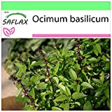 SAFLAX - Basilico tailandese - 200 semi - Ocimum basilicum