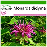 SAFLAX - Bergamotto - 20 semi - Con substrato - Monarda didyma