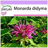 SAFLAX - Bergamotto - 20 semi - Monarda didyma
